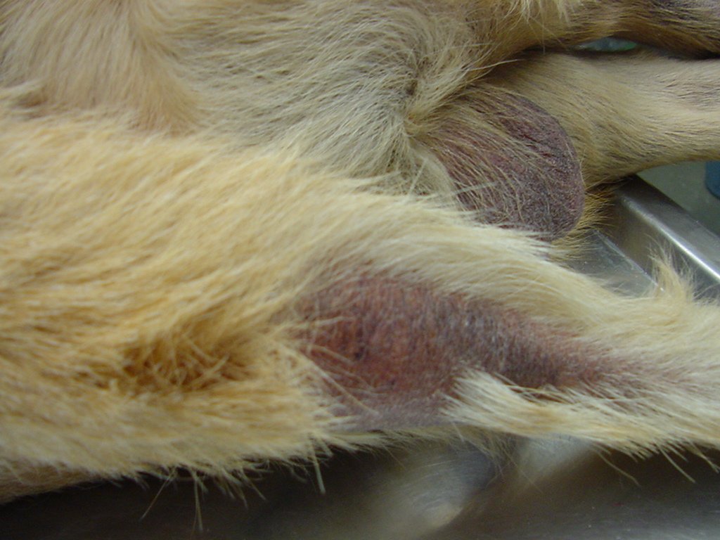 Close-up of a Labrador's tail with thin, patchy hair on the underside, an example of hair loss linked to an underactive thyroid