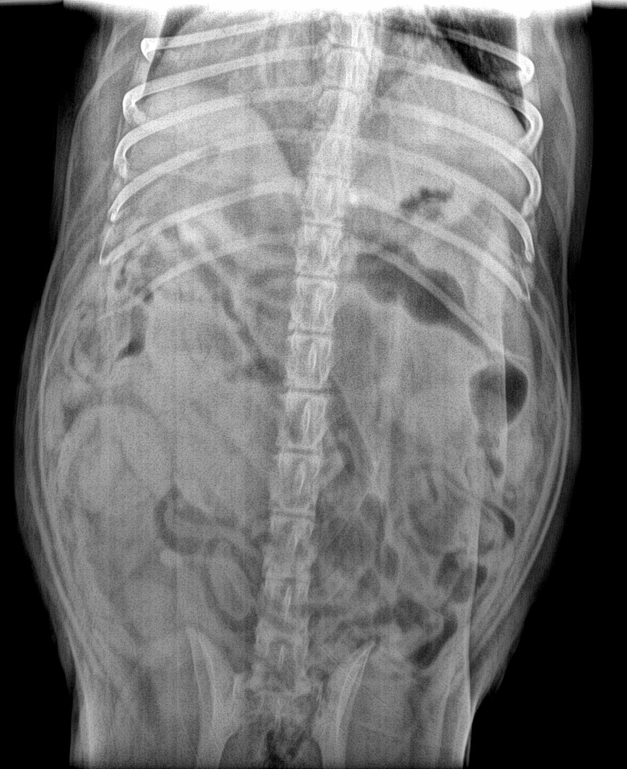 Black and white X-ray from above of a dog's abdomen, used to show pyometra