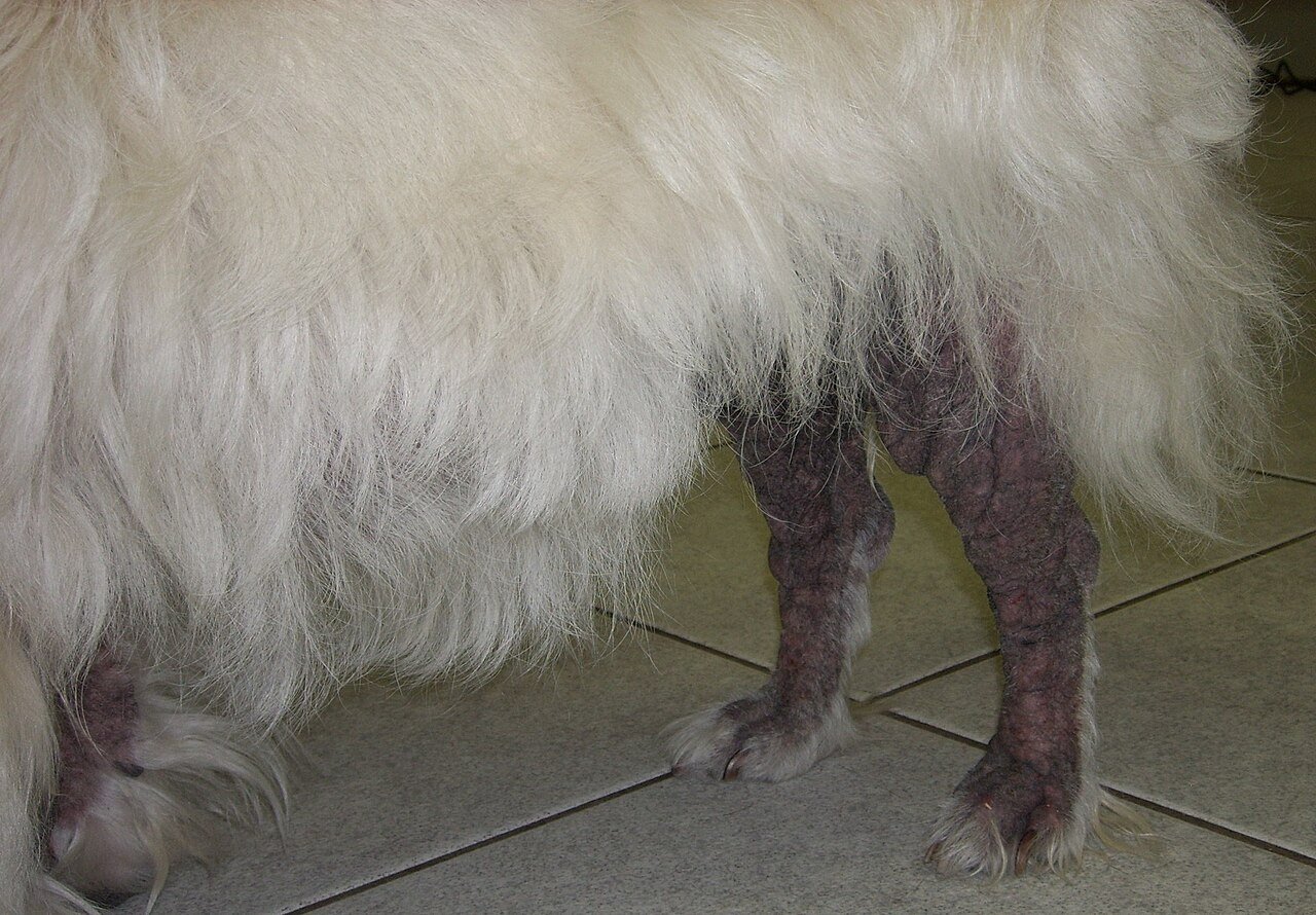 Fluffy white dog standing on a tiled floor with bare, darkened skin on its back legs, an example of sarcoptic mange