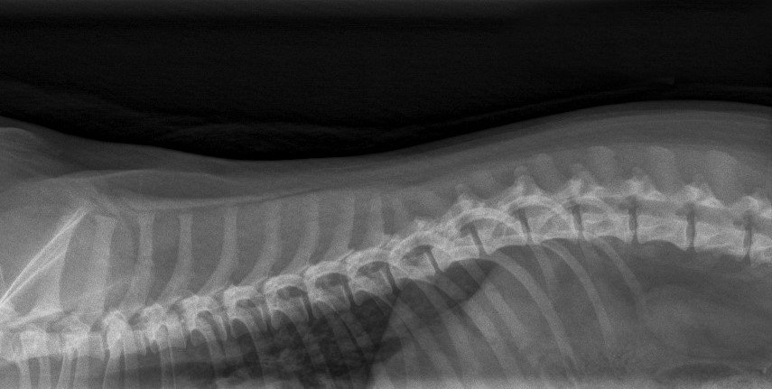 Black and white side-view X-ray of a dog's spine, used to show disc disease
