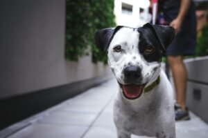 Black and white terrier outdoors, representing dog services in Greater London