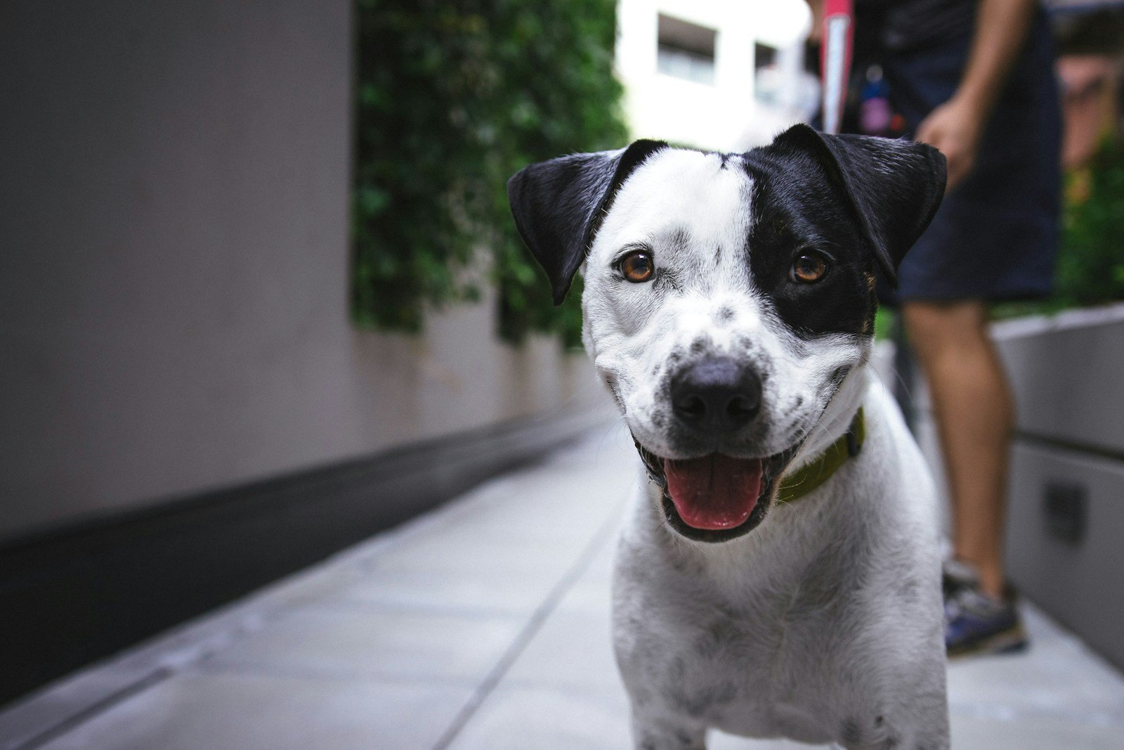 Black and white terrier outdoors, representing dog services in Greater London