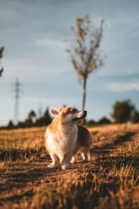 Corgi in a grassy field at golden hour