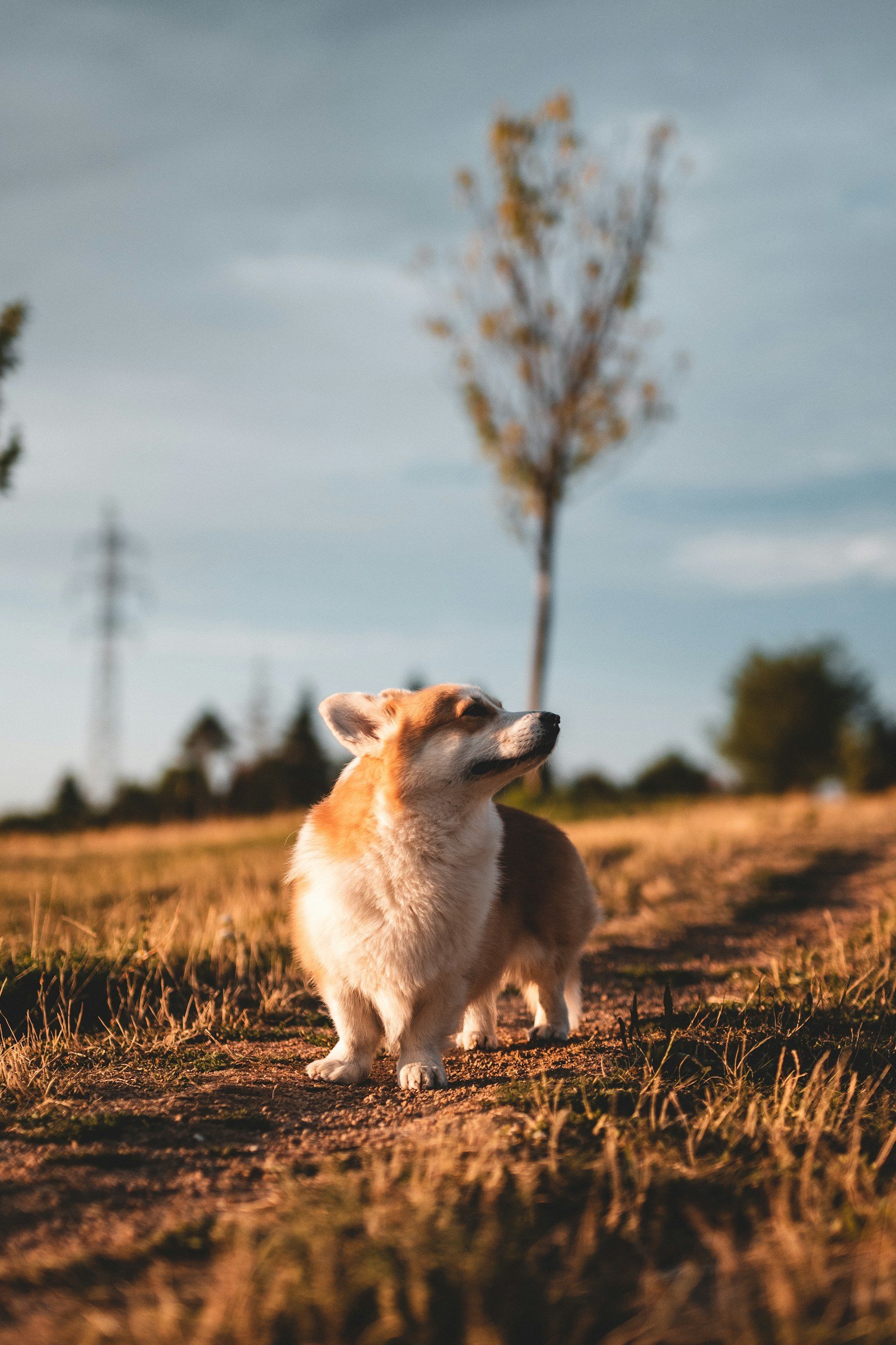 Corgi in a grassy field at golden hour