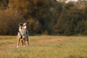 Australian Shepherd standing in a grassy field