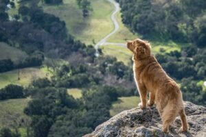 Brown dog standing on a rocky outcrop