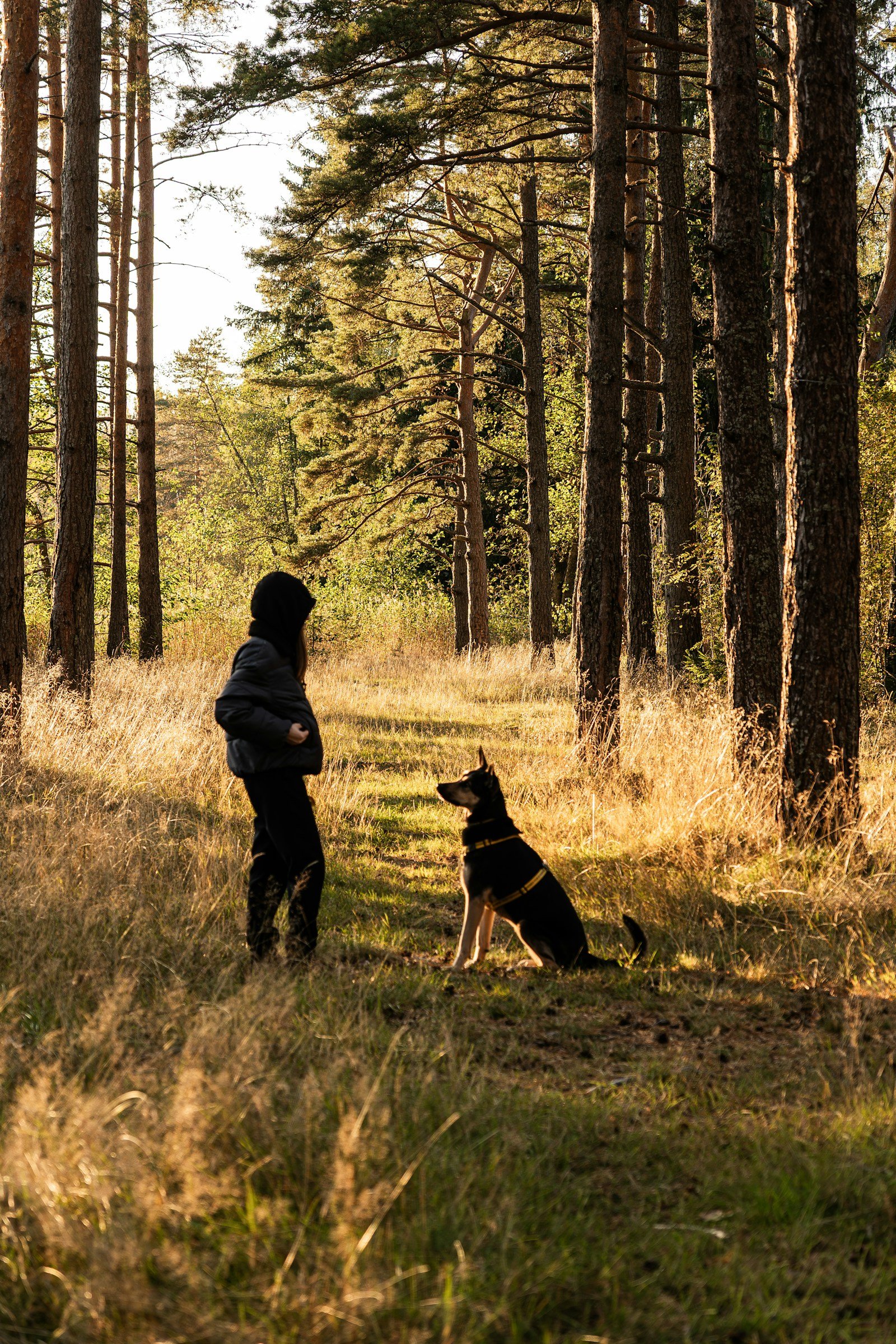 Person and dog on a sunlit forest path