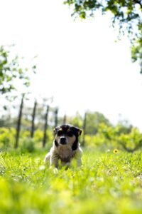 Tricolour dog lying in bright green grass