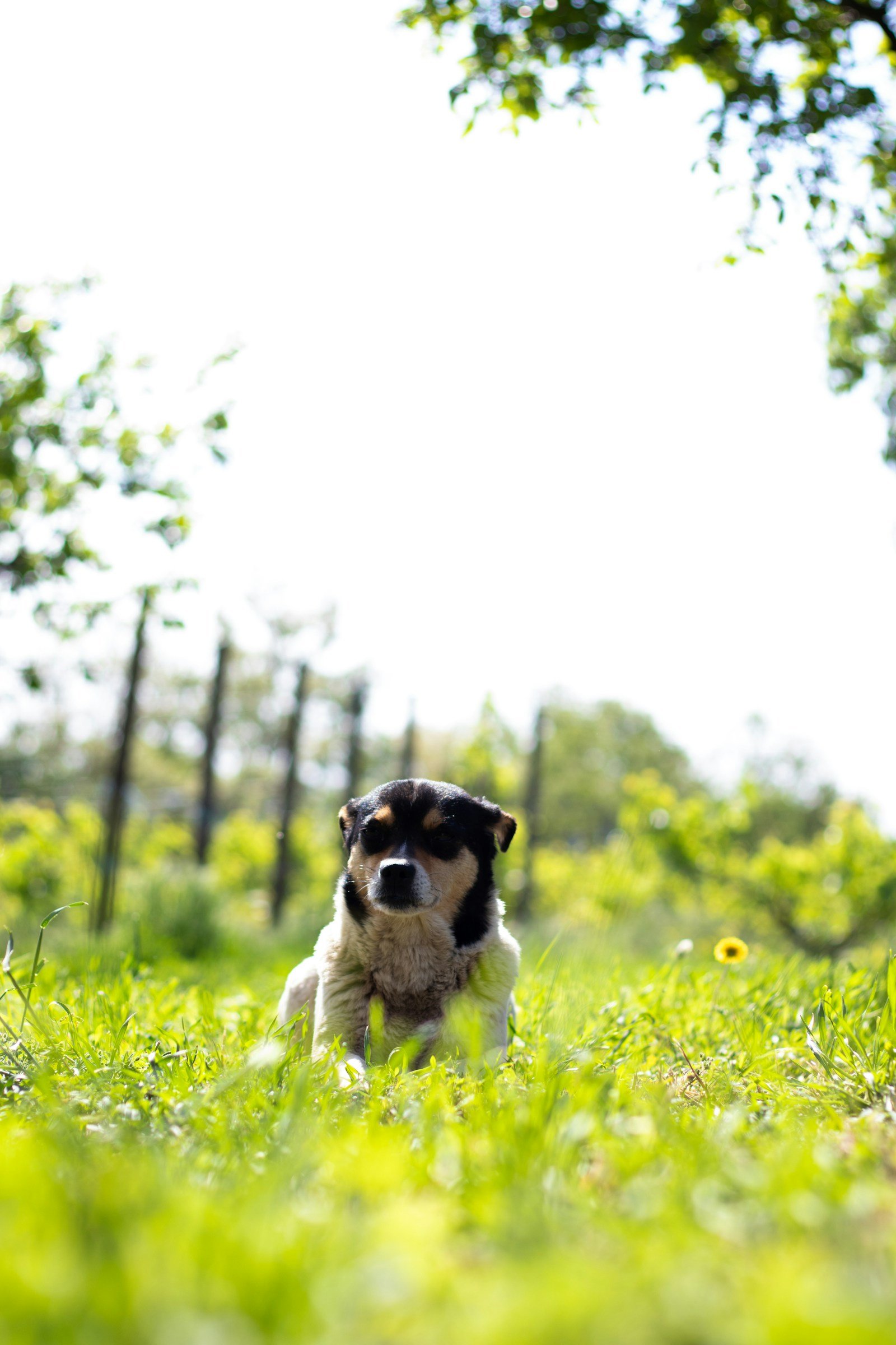 Tricolour dog lying in bright green grass