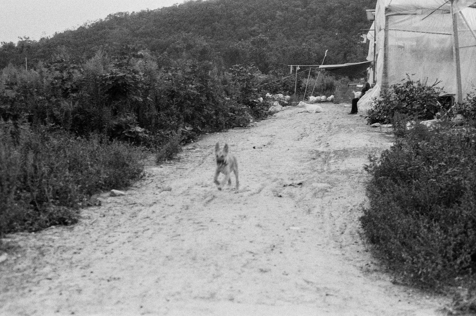 Dog walking down a dirt path between bushes