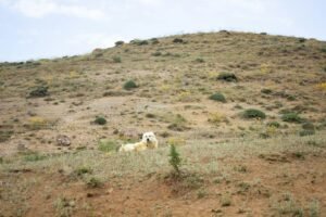 White dog resting on a grassy hillside