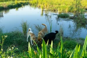 Three dogs exploring near a body of water