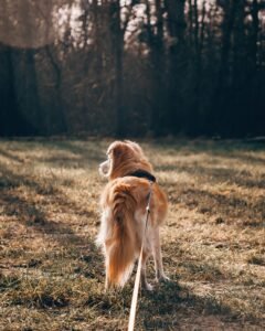 Brown and white dog standing on a grassy field