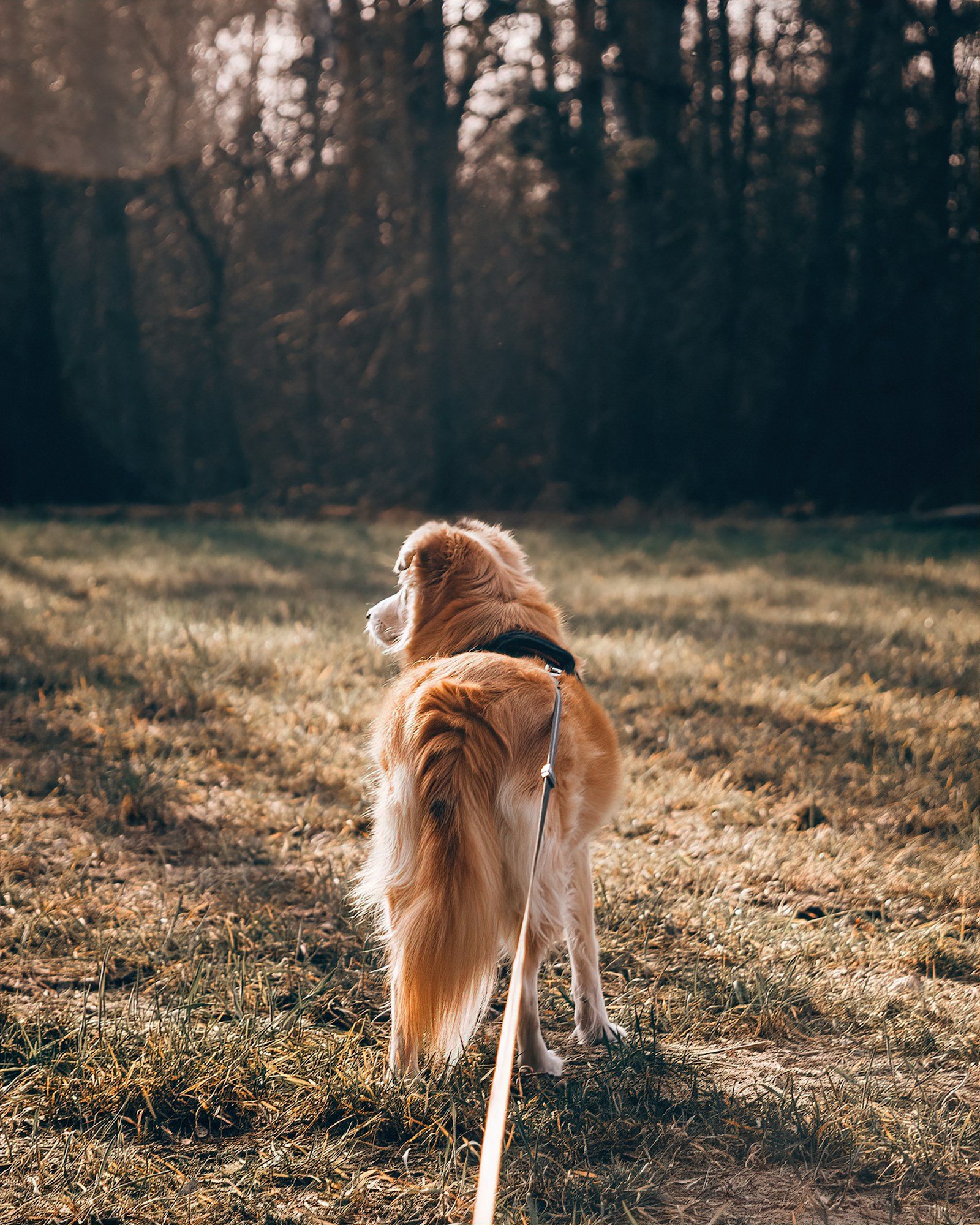 Brown and white dog standing on a grassy field