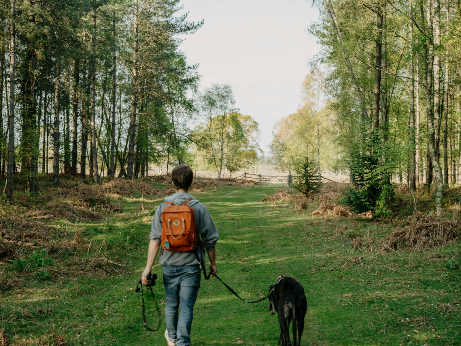 Man walking a dog on a lead in the woods