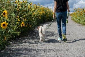 Man walking a white dog along a road in West Yorkshire
