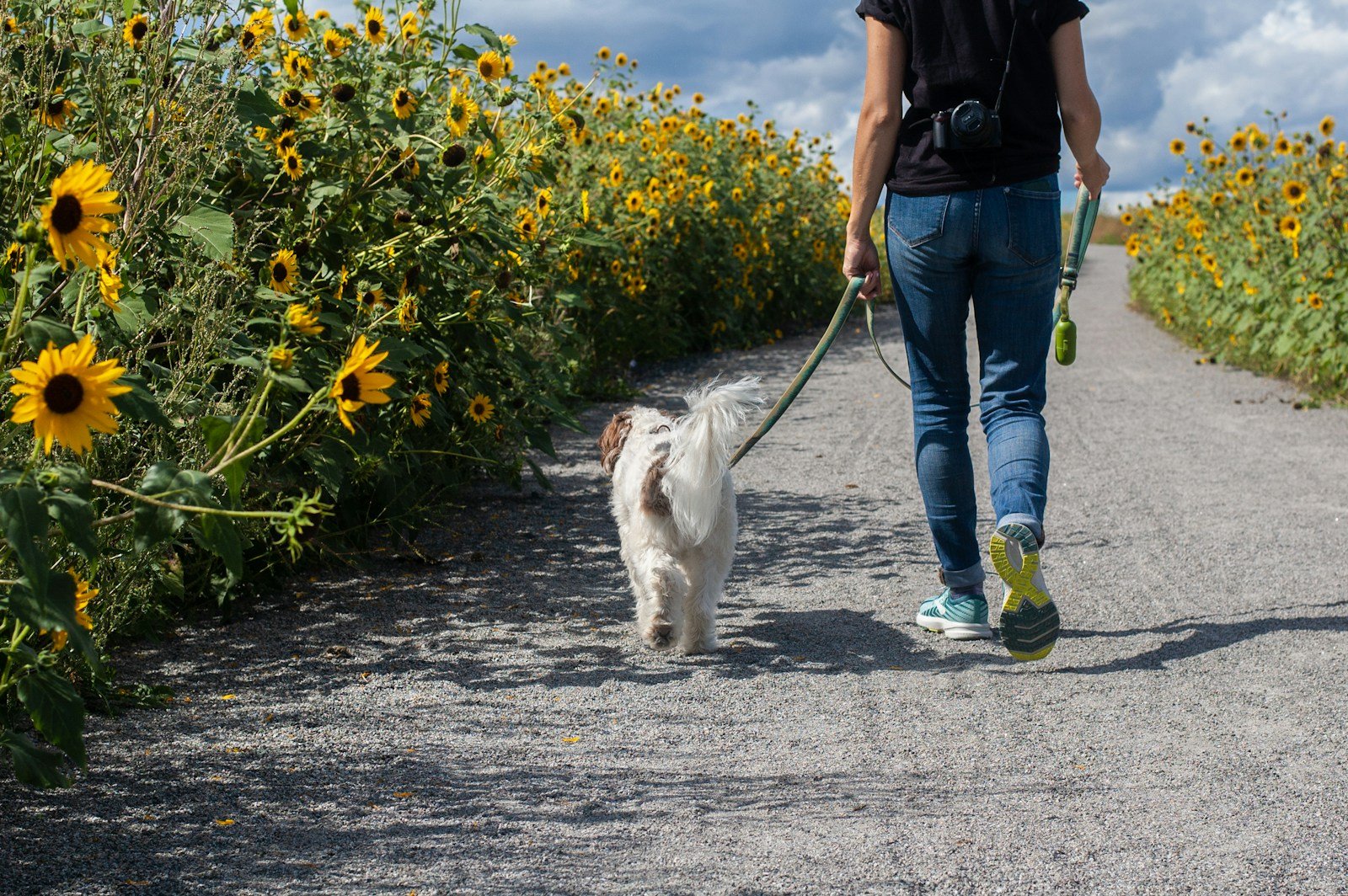 Man walking a white dog along a road in West Yorkshire