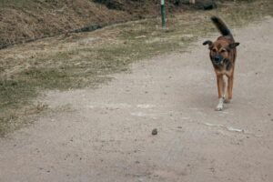 Dog walking along a dirt road