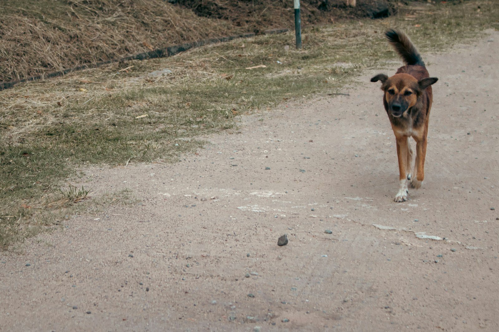 Dog walking along a dirt road