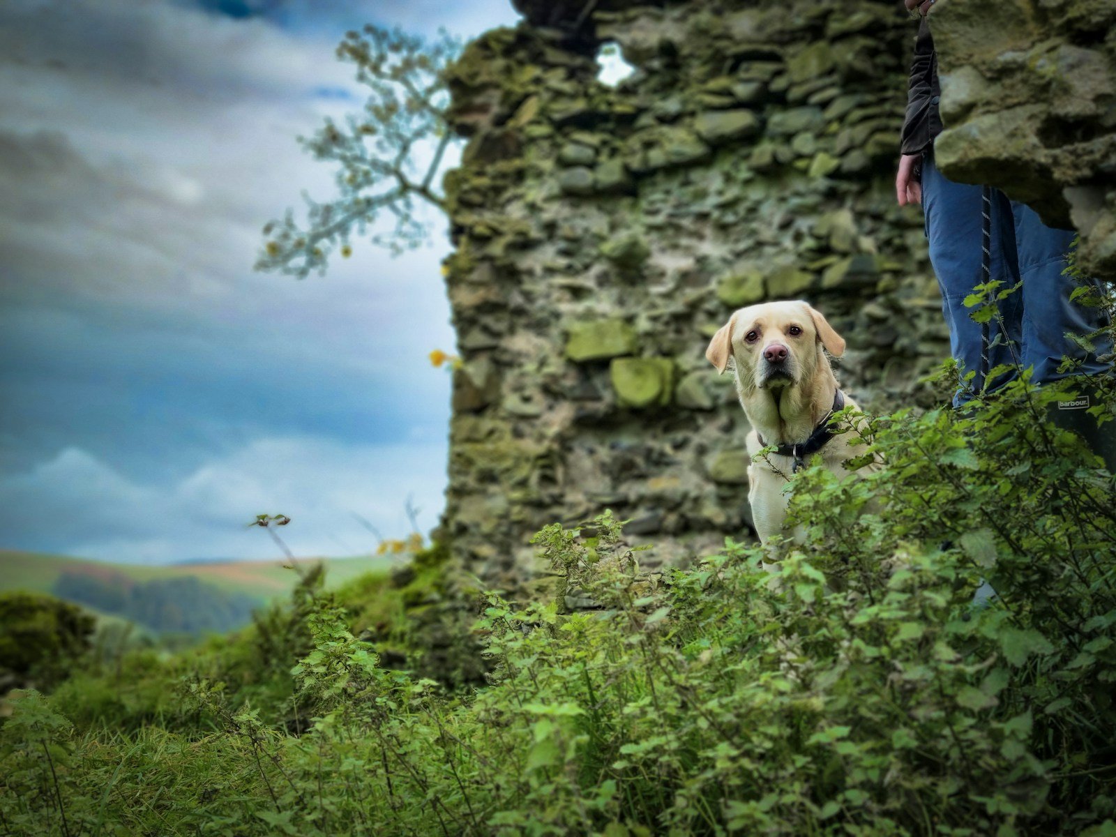 Dog standing in the grass