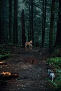 Brown and white dog walking through a forest