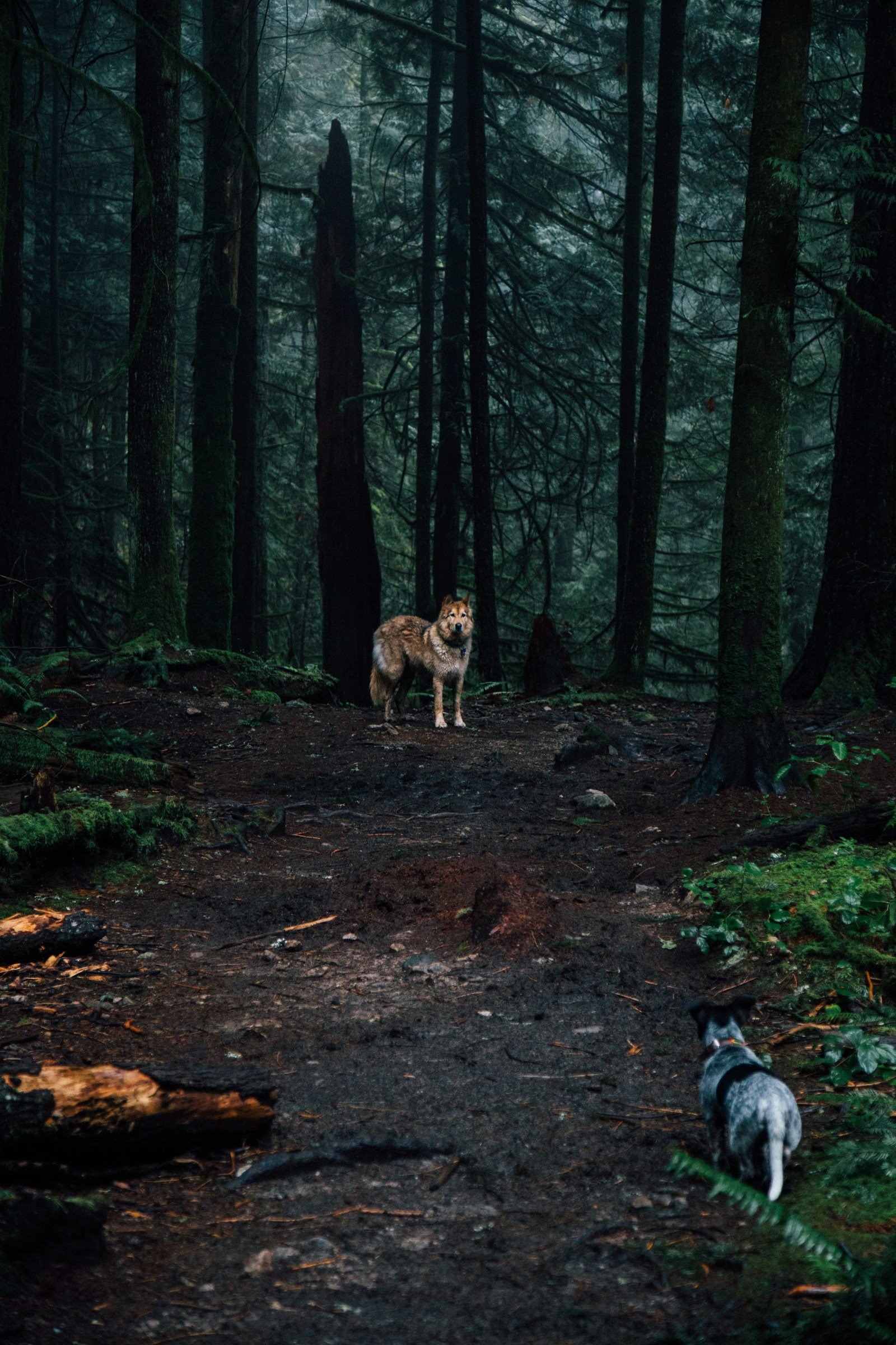 Brown and white dog walking through a forest