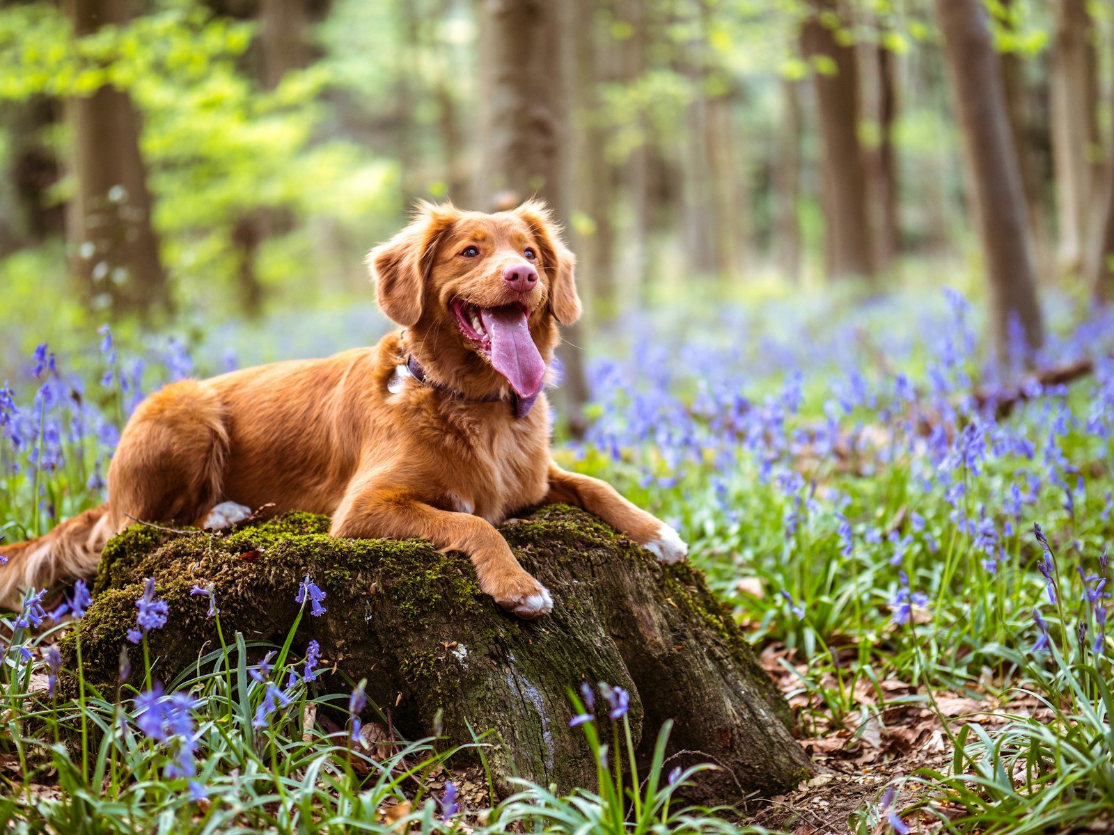 Chocolate Labrador resting on mossy rocks in the woods