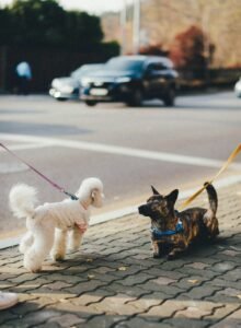 Two small dogs on a pavement in Cardiff