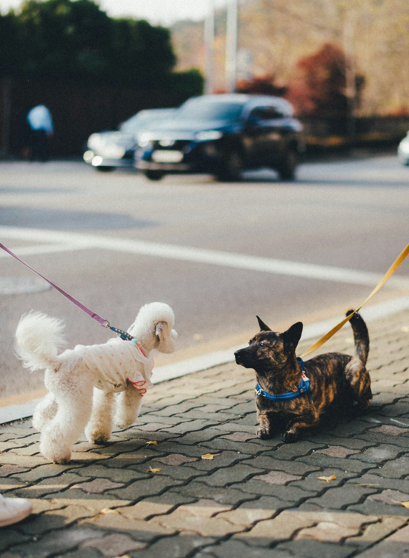 Two small dogs on a pavement in Cardiff