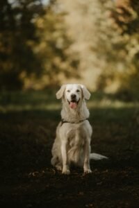 White dog sitting in a park