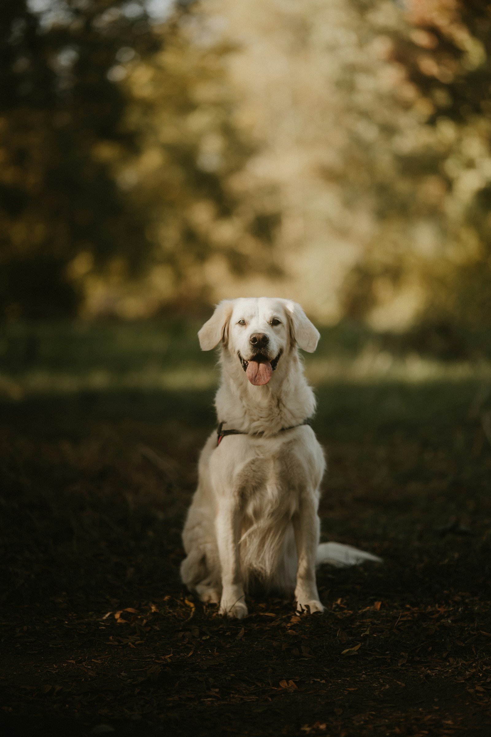 White dog sitting in a park