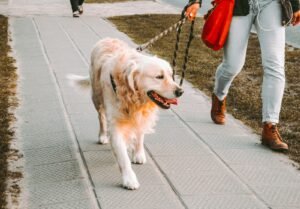 Person walking a golden retriever on a city street in Greater Manchester
