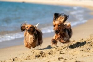 Two long-coated dogs on a beach