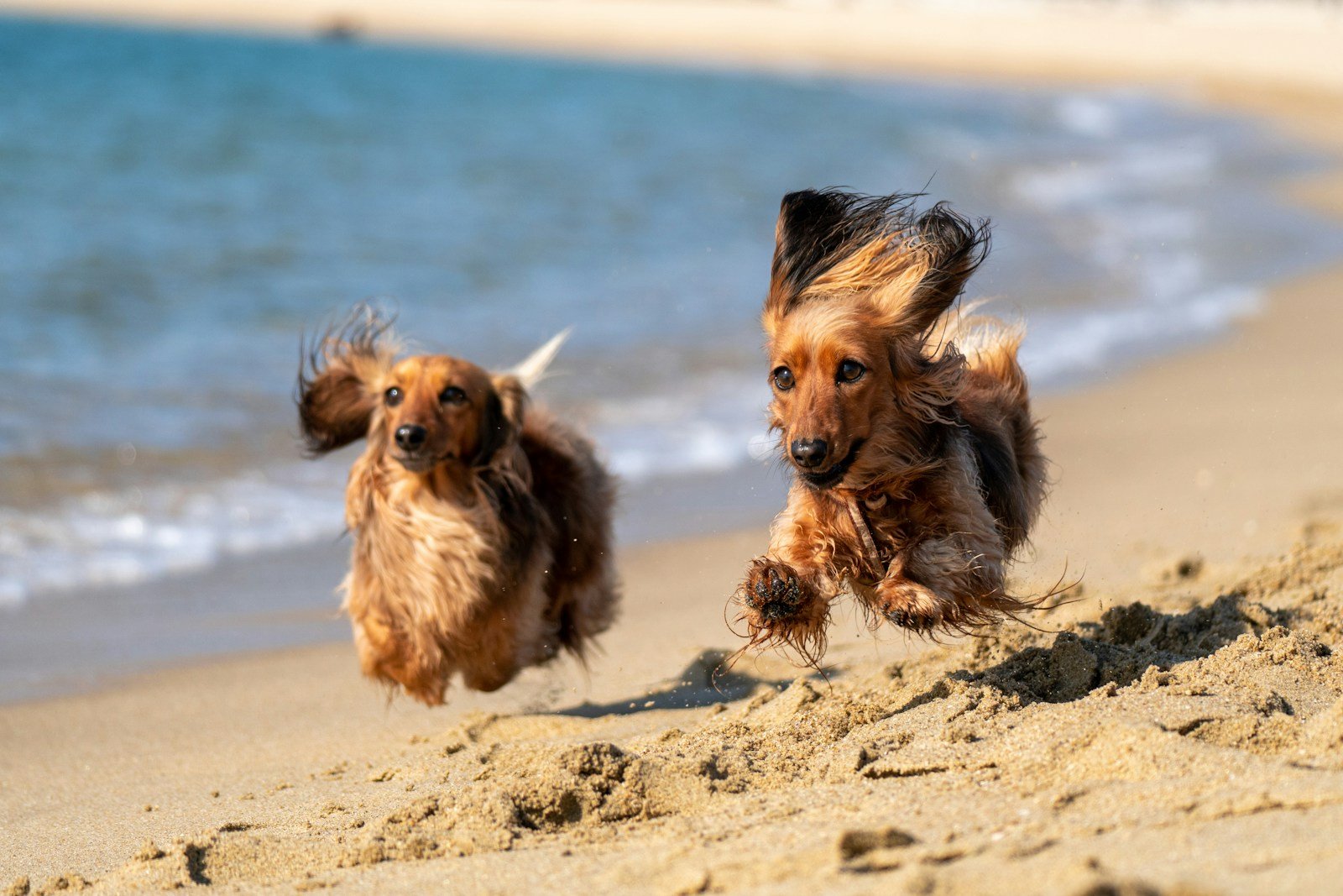 Two long-coated dogs on a beach