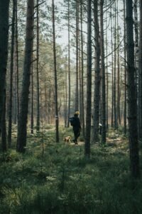 Person walking a brown dog through a forest
