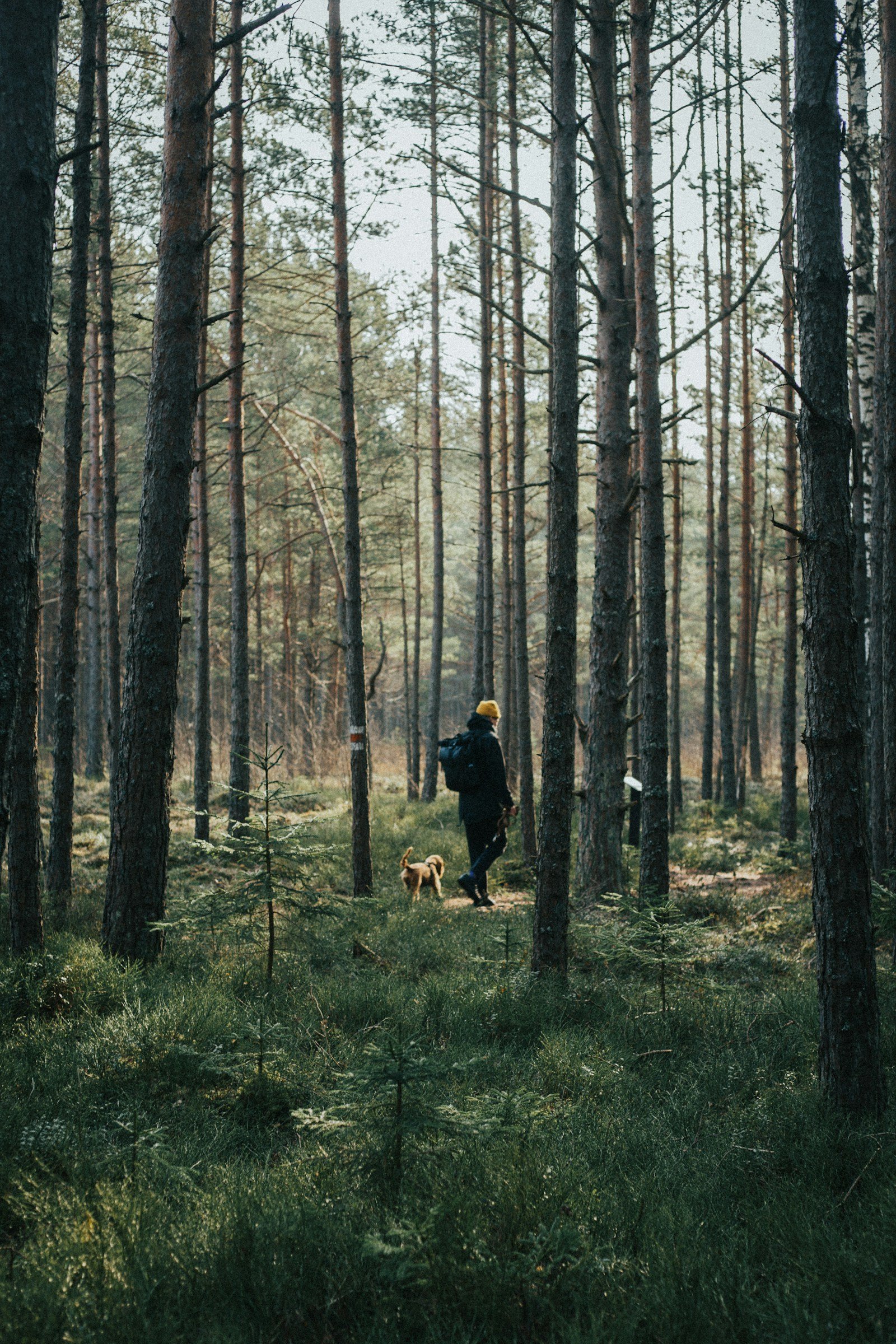 Person walking a brown dog through a forest