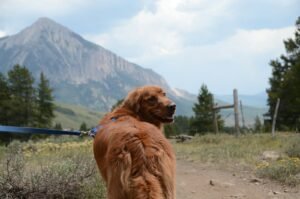 Golden retriever on a green grass field