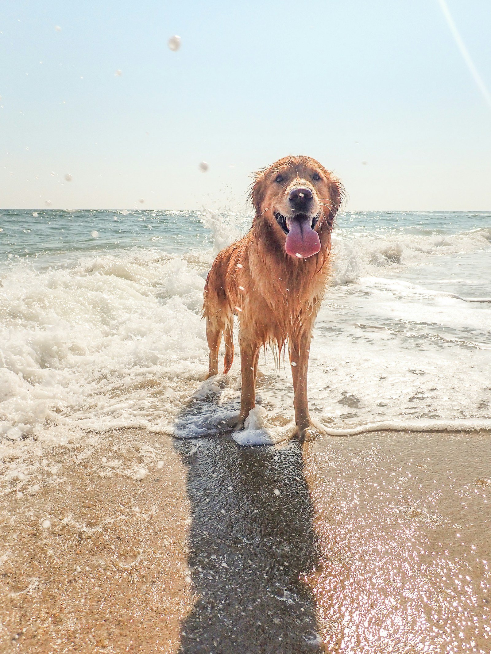 Golden retriever on a beach shore