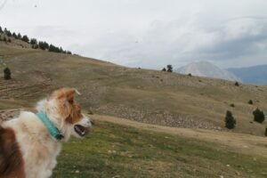 Brown and white dog standing on a green hillside