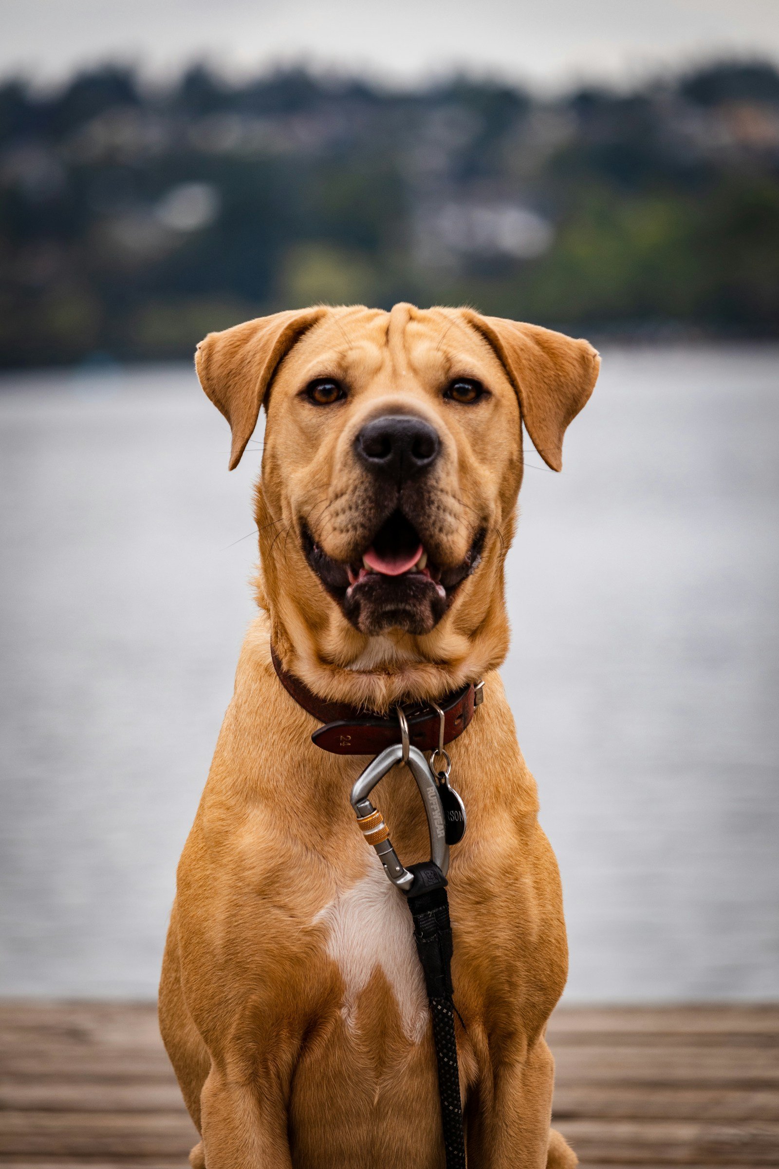 Brown dog wearing a lead