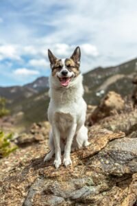White and brown dog standing on brown rock