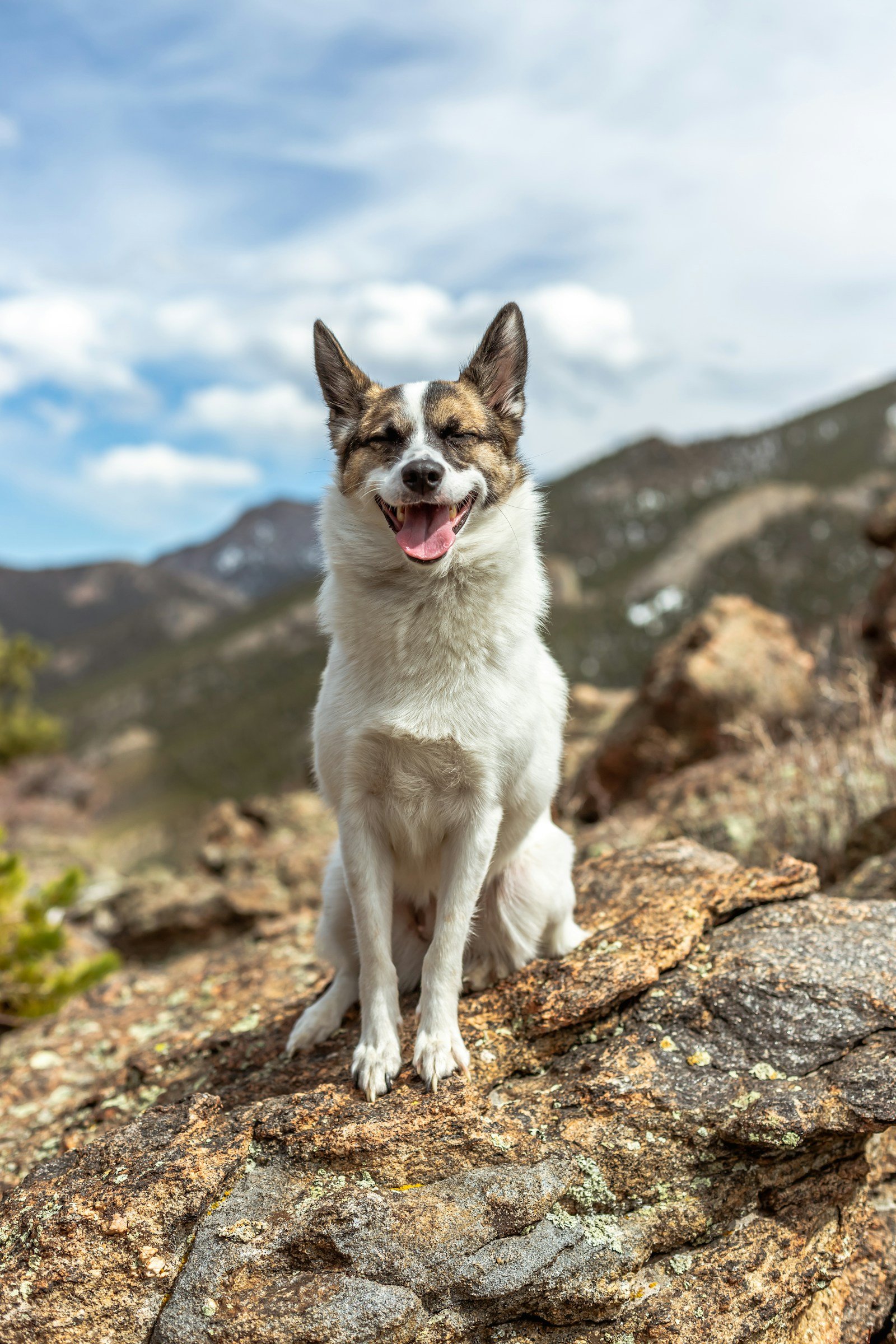 White and brown dog standing on brown rock