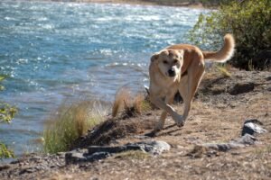 Dog running along the shore of a lake