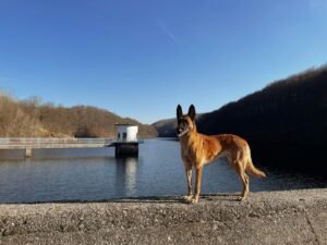 Dog standing at the edge of the water