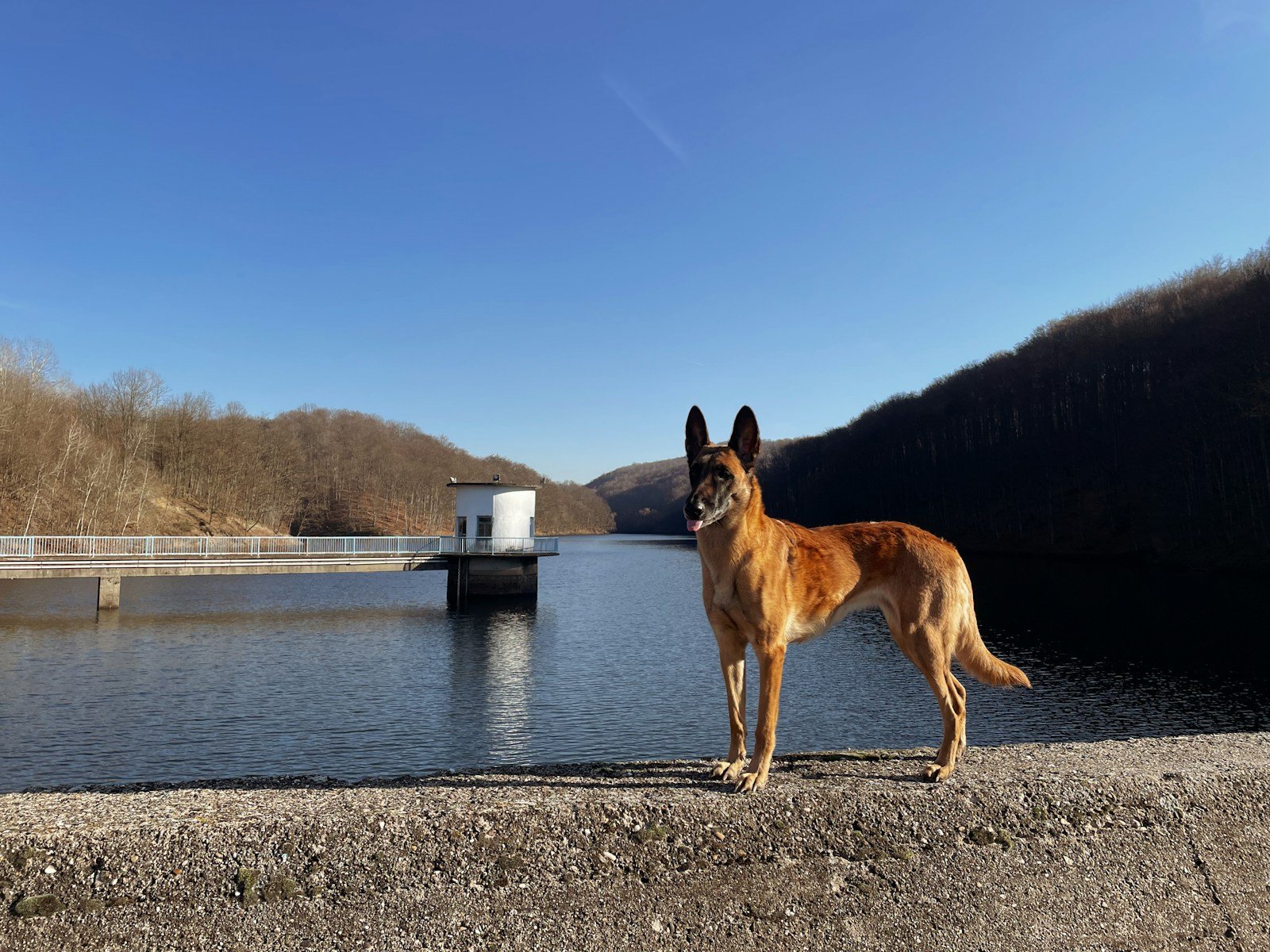 Dog standing at the edge of the water