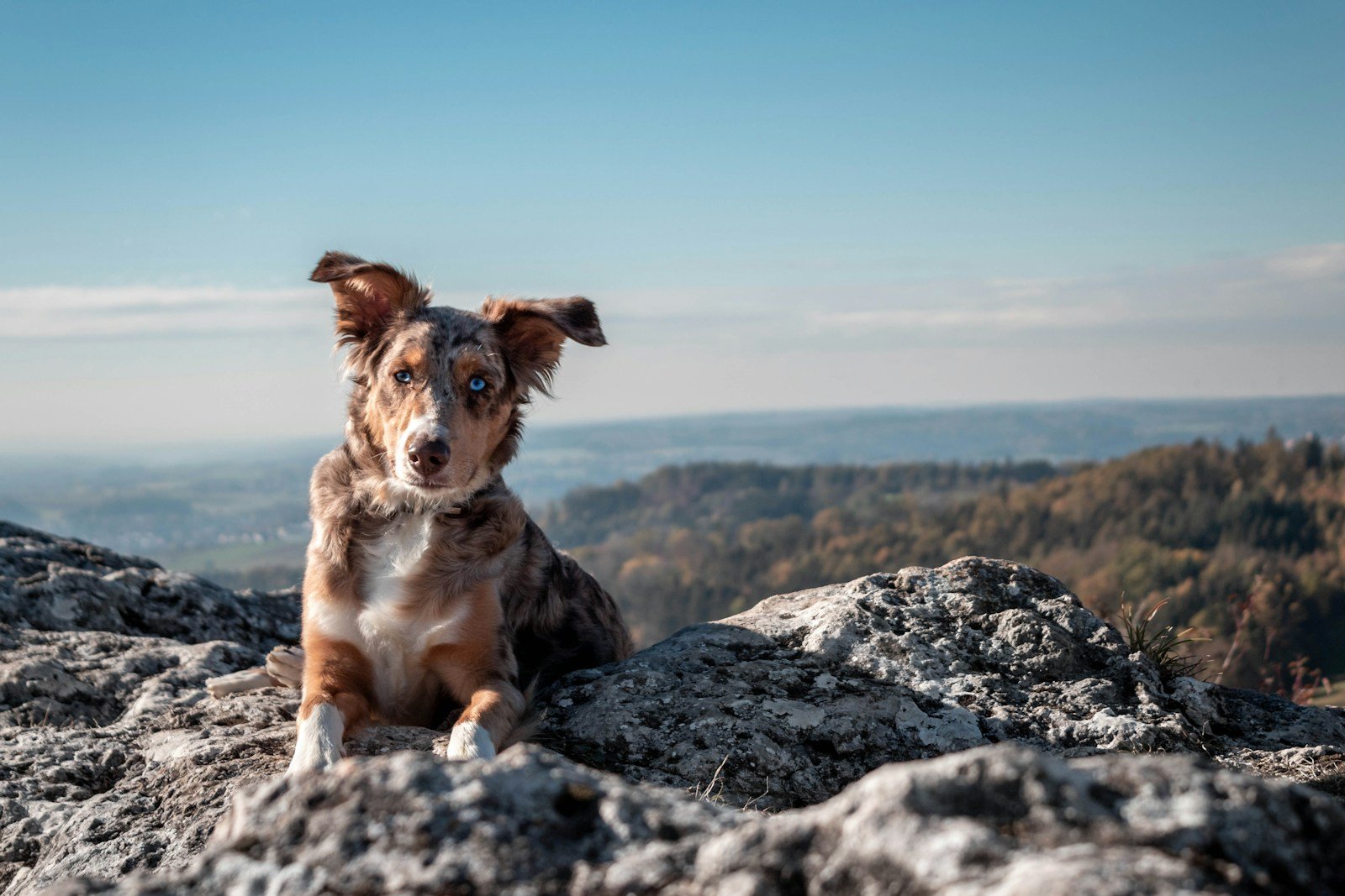 Short-coated tan dog outdoors