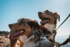 Two short-coated dogs side by side
