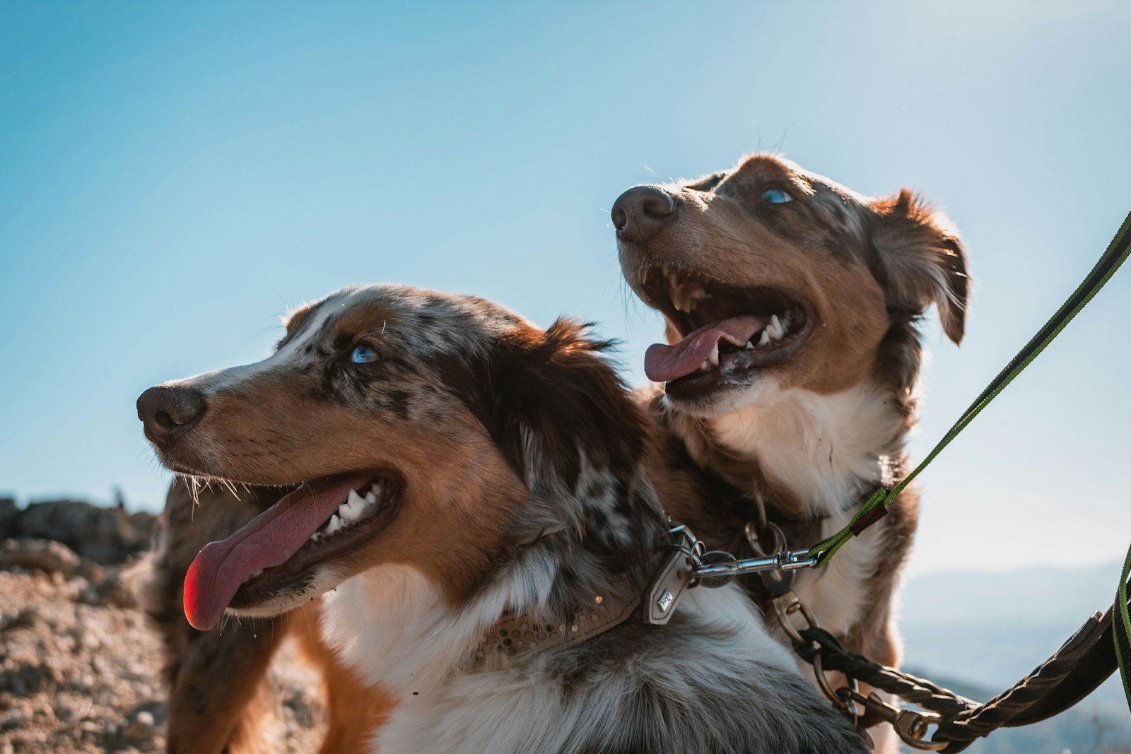 Two short-coated dogs side by side