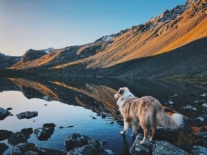 White and brown long-coated dog standing on rocky ground