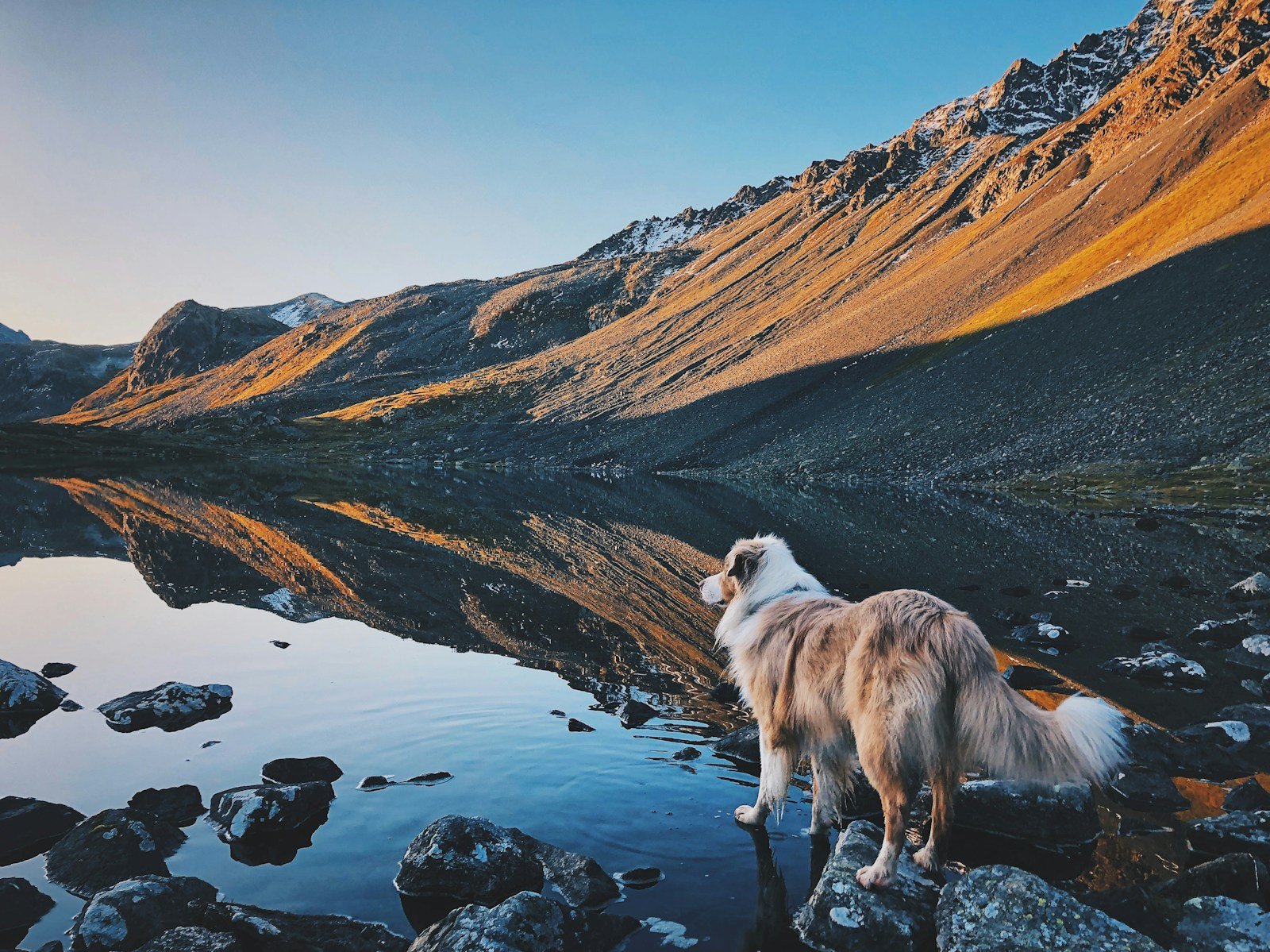White and brown long-coated dog standing on rocky ground